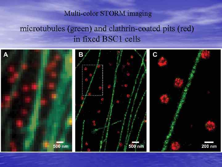 Multi-color STORM imaging microtubules (green) and clathrin-coated pits (red) in fixed BSC 1 cells