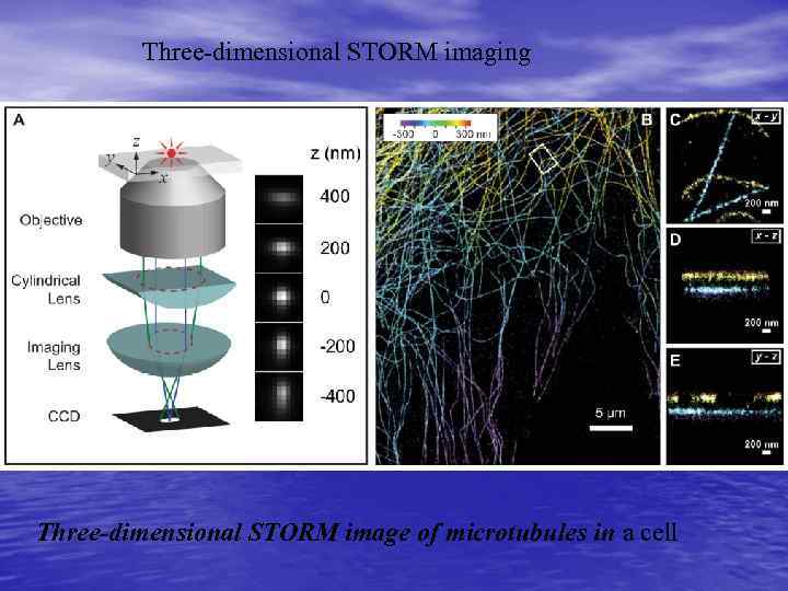 Three-dimensional STORM imaging Three-dimensional STORM image of microtubules in a cell 