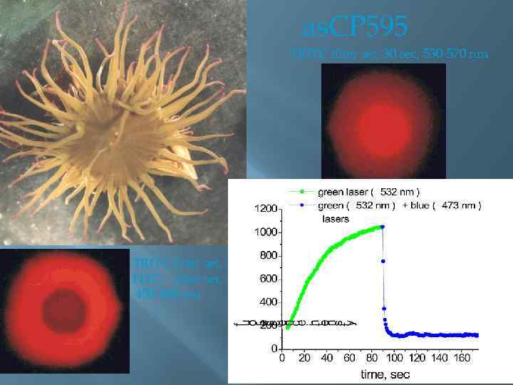 as. CP 595 TRITC filter set, 30 sec, 530 -570 nm TRITC filter set,