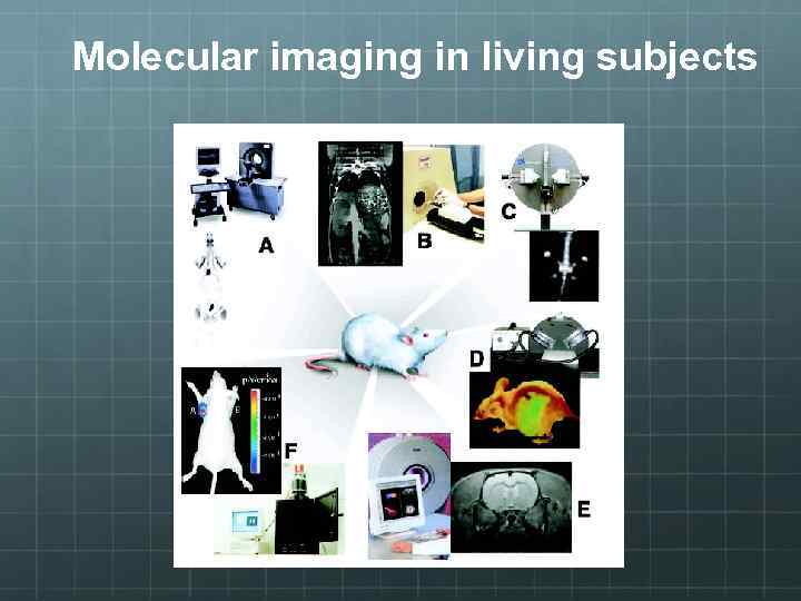 Molecular imaging in living subjects 