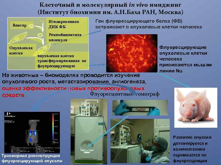 Клеточный и молекулярный in vivo имиджинг (Институт биохимии им. А. Н. Баха РАН, Москва)