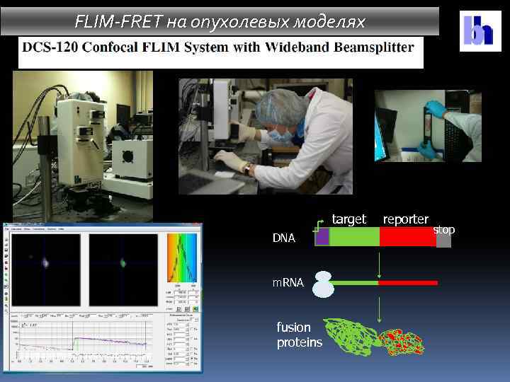 FLIM-FRET на опухолевых моделях target DNA m. RNA fusion proteins reporter stop 