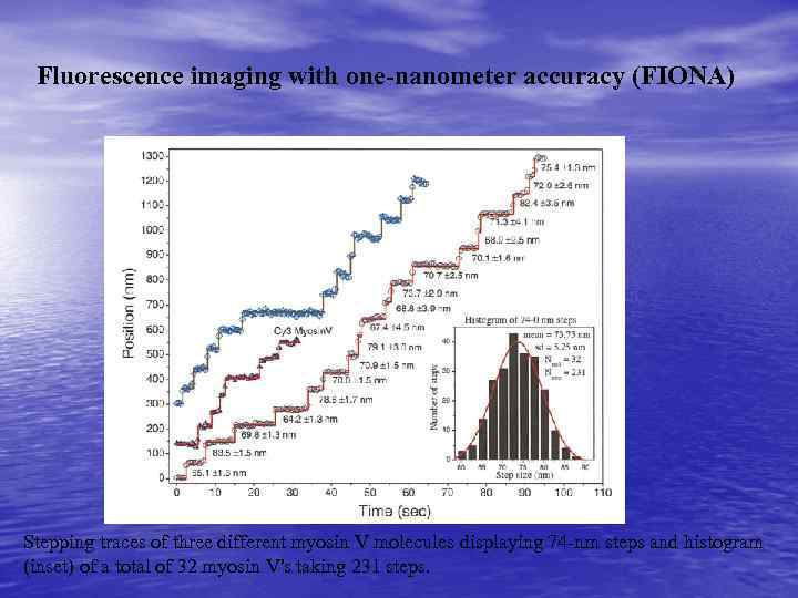 Fluorescence imaging with one-nanometer accuracy (FIONA) Stepping traces of three different myosin V molecules