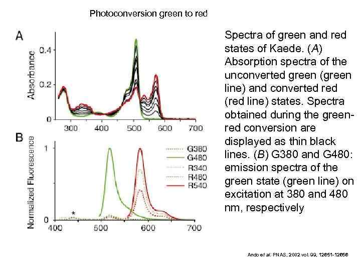 Photoconversion green to red Spectra of green and red states of Kaede. (A) Absorption