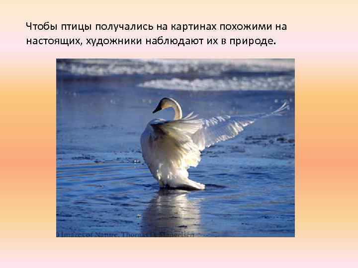 Чтобы птицы получались на картинах похожими на настоящих, художники наблюдают их в природе. 