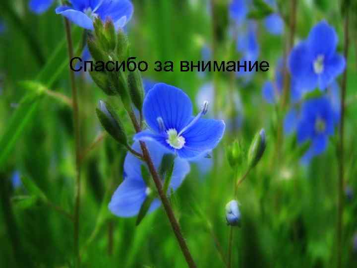 Спасибо за внимание 