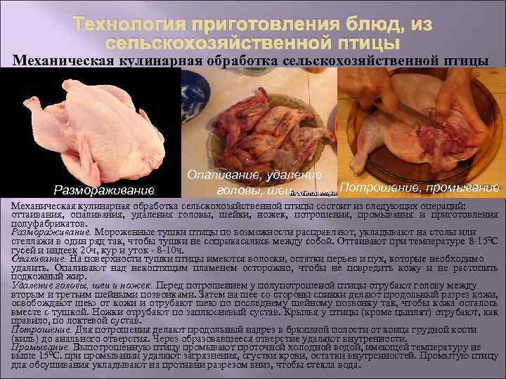 Технология приготовления блюд, из сельскохозяйственной птицы Механическая кулинарная обработка сельскохозяйственной птицы Размораживание Опаливание, удаление