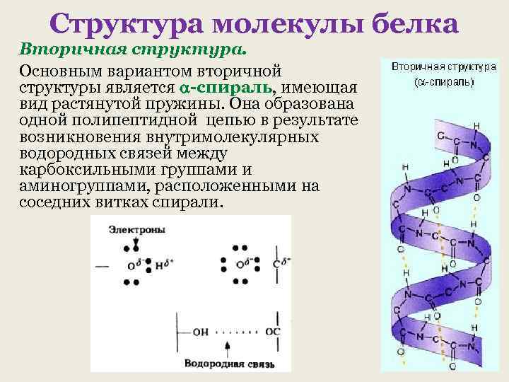 Структура молекулы белка Вторичная структура. Основным вариантом вторичной структуры является -спираль, имеющая вид растянутой