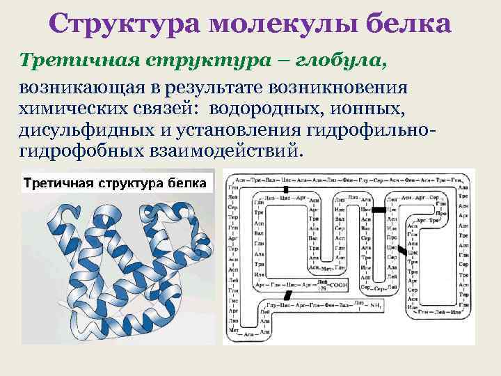 Структура молекулы белка Третичная структура – глобула, возникающая в результате возникновения химических связей: водородных,