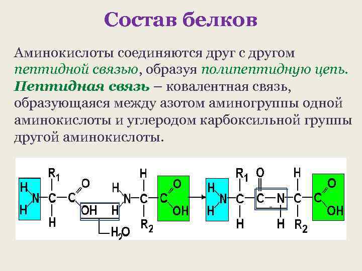 Состав белков Аминокислоты соединяются друг с другом пептидной связью, образуя полипептидную цепь. Пептидная связь