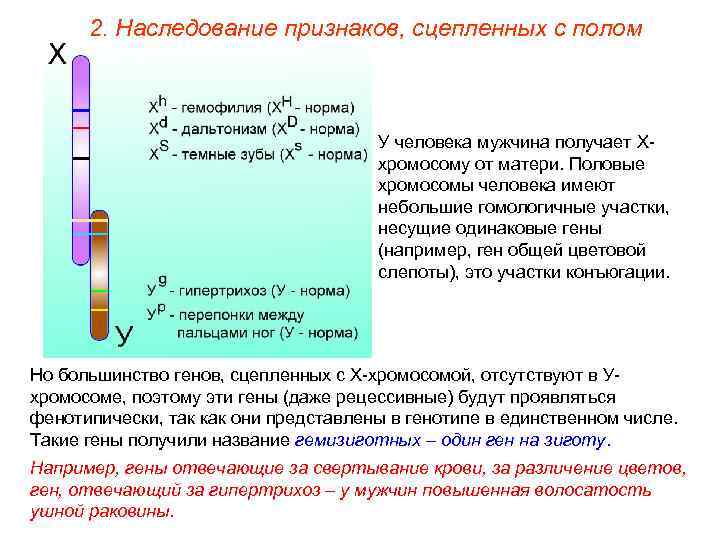 2. Наследование признаков, сцепленных с полом У человека мужчина получает Ххромосому от матери. Половые