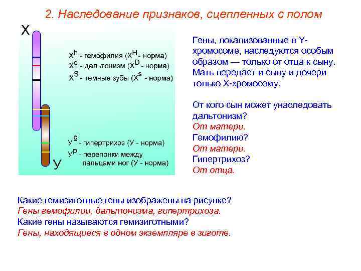 2. Наследование признаков, сцепленных с полом Гены, локализованные в Yхромосоме, наследуются особым образом —