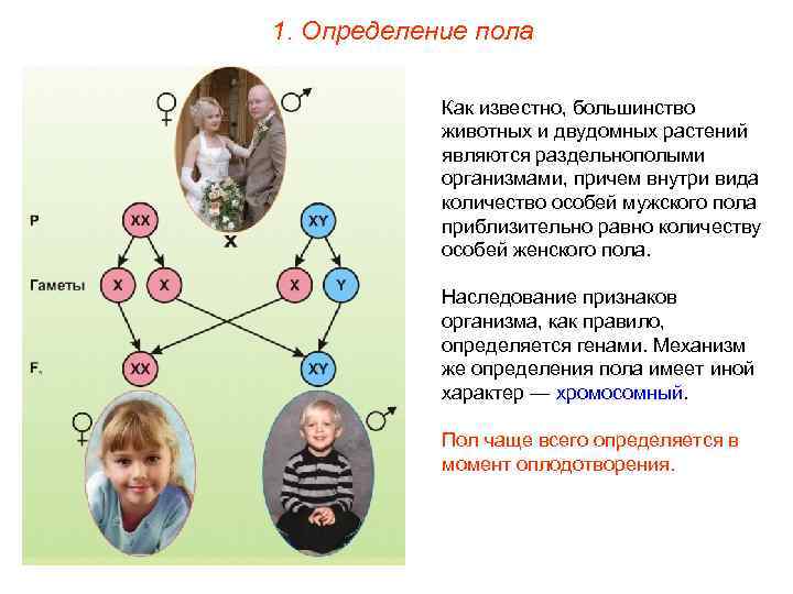 1. Определение пола Как известно, большинство животных и двудомных растений являются раздельнополыми организмами, причем