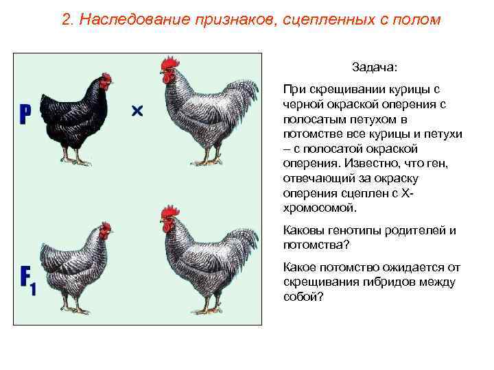 2. Наследование признаков, сцепленных с полом Задача: При скрещивании курицы с черной окраской оперения