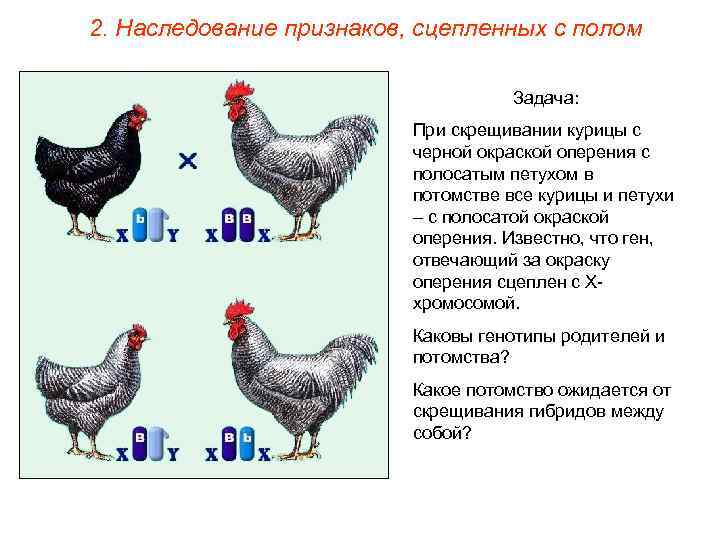 2. Наследование признаков, сцепленных с полом Задача: При скрещивании курицы с черной окраской оперения