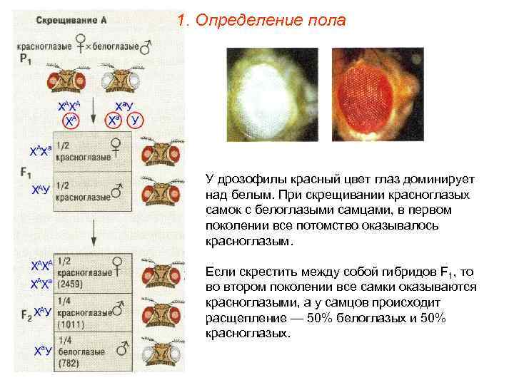 1. Определение пола У дрозофилы красный цвет глаз доминирует над белым. При скрещивании красноглазых