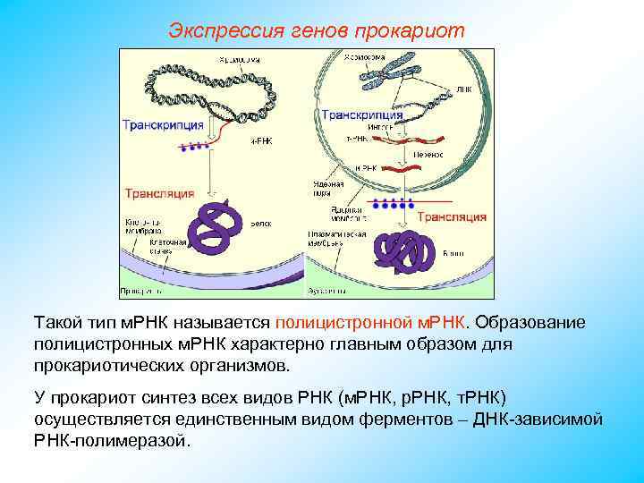 Экспрессия генов прокариот Такой тип м. РНК называется полицистронной м. РНК. Образование полицистронных м.