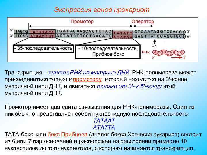 Экспрессия генов прокариот Транскрипция – синтез РНК на матрице ДНК. РНК-полимераза может присоединиться только