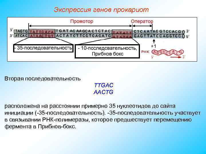 Экспрессия генов прокариот Вторая последовательность ТТGAC ААCТG расположена на расстоянии примерно 35 нуклеотидов до