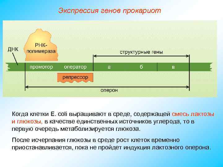 Экспрессия генов прокариот Когда клетки Е. coli выращивают в среде, содержащей смесь лактозы и