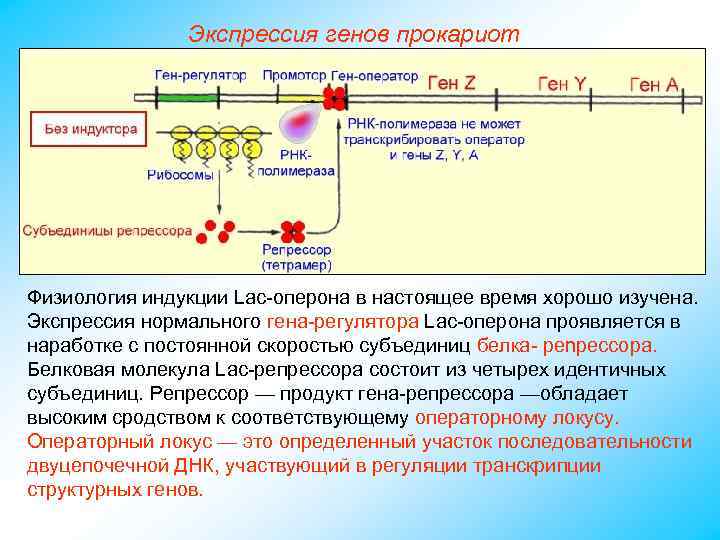 Экспрессия генов прокариот Физиология индукции Lac-оперона в настоящее время хорошо изучена. Экспрессия нормального гена-регулятора