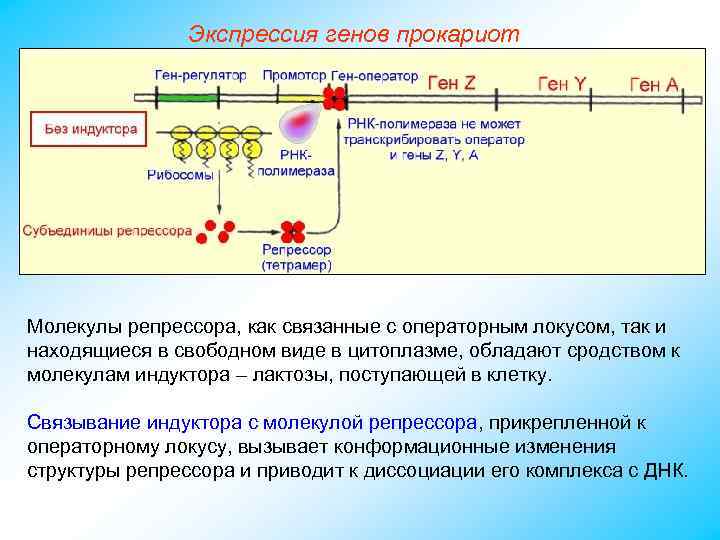 Экспрессия генов прокариот Молекулы репрессора, как связанные с операторным локусом, так и находящиеся в