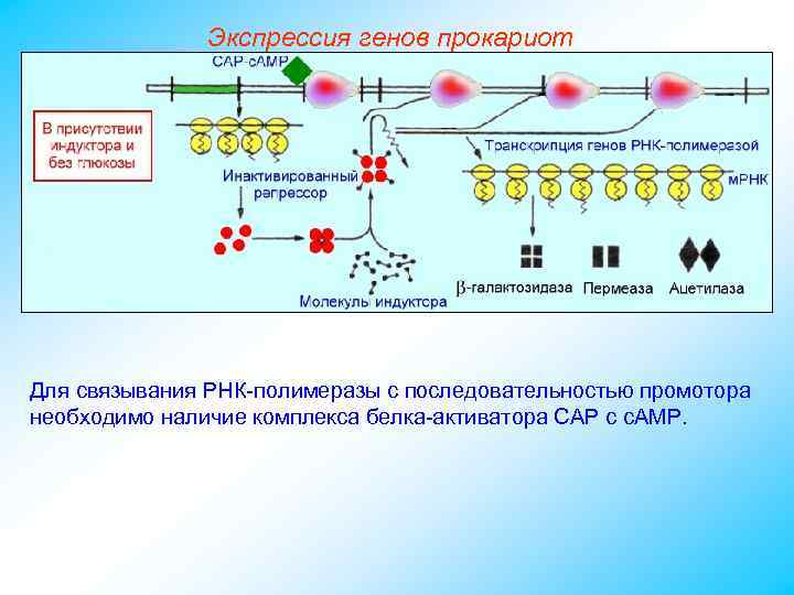 Экспрессия генов прокариот Для связывания РНК-полимеразы с последовательностью промотора необходимо наличие комплекса белка-активатора САР