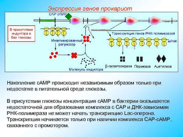 Экспрессия генов прокариот Накопление с. АМР происходит независимым образом только при недостатке в питательной