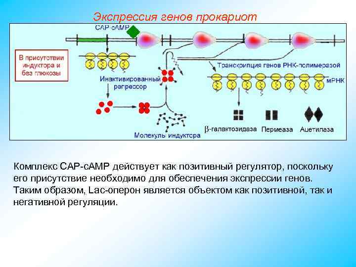 Экспрессия генов прокариот Комплекс САР-с. АМР действует как позитивный регулятор, поскольку его присутствие необходимо