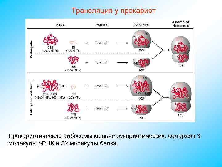 Трансляция у прокариот Прокариотические рибосомы мельче эукариотических, содержат 3 молекулы р. РНК и 52