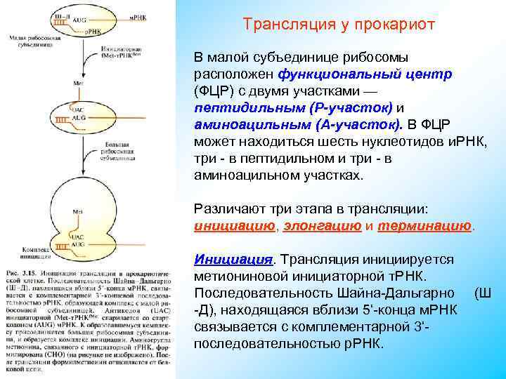 Трансляция у прокариот В малой субъединице рибосомы расположен функциональный центр (ФЦР) с двумя участками