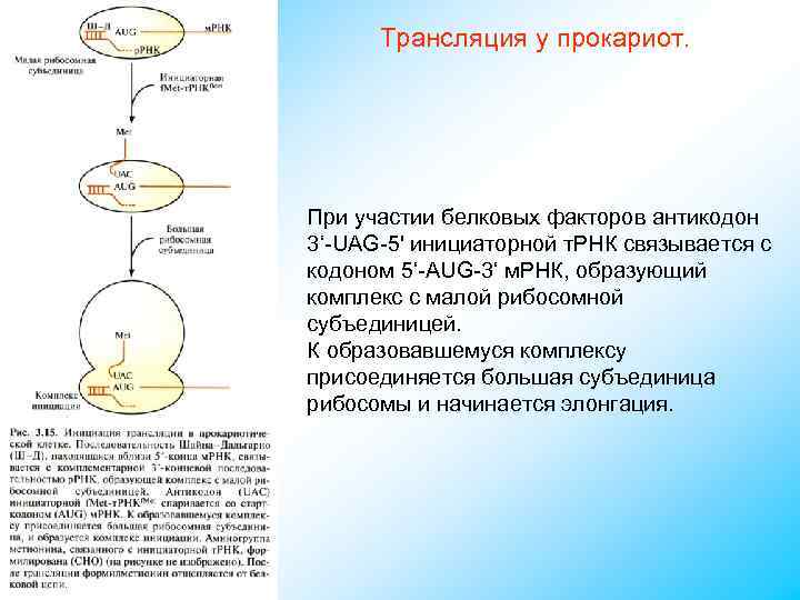 Трансляция у прокариот. При участии белковых факторов антикодон 3‘-UAG-5' инициаторной т. РНК связывается с