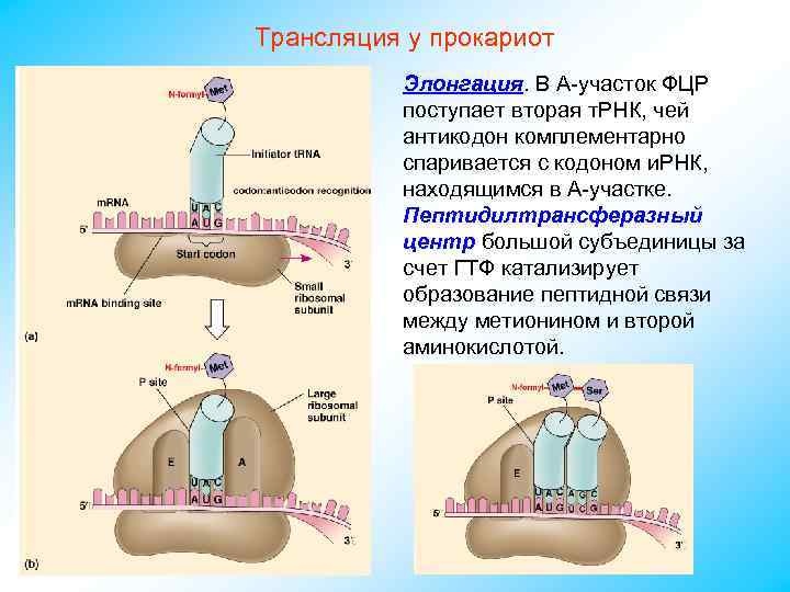 Трансляция у прокариот Элонгация. В А-участок ФЦР поступает вторая т. РНК, чей антикодон комплементарно