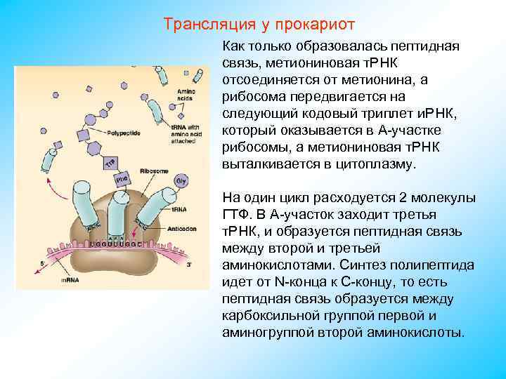 Трансляция у прокариот Как только образовалась пептидная связь, метиониновая т. РНК отсоединяется от метионина,