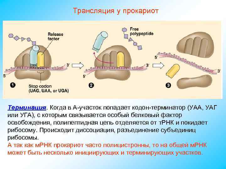 Трансляция у прокариот Терминация. Когда в А-участок попадает кодон-терминатор (УАА, УАГ или УГА), с