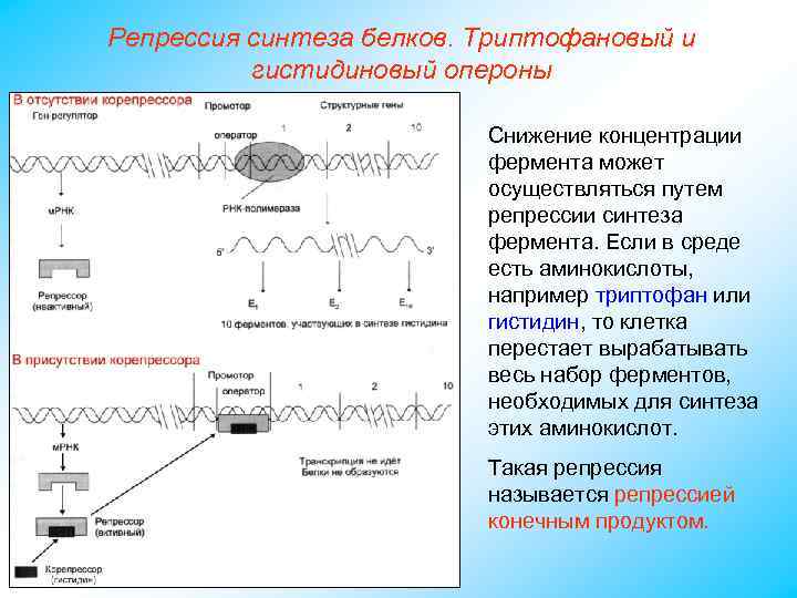 Репрессия синтеза белков. Триптофановый и гистидиновый опероны Снижение концентрации фермента может осуществляться путем репрессии