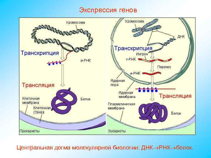 Экспрессия генов Центральная догма молекулярной биологии: ДНК РНК белок. 