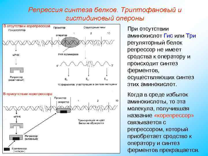 Репрессия синтеза белков. Триптофановый и гистидиновый опероны При отсутствии аминокислот Гис или Три регуляторный