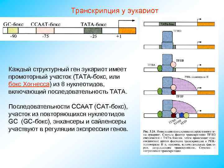 Транскрипция у эукариот Каждый структурный ген эукариот имеет промоторный участок (ТАТА-бокс, или бокс Хогнесса)