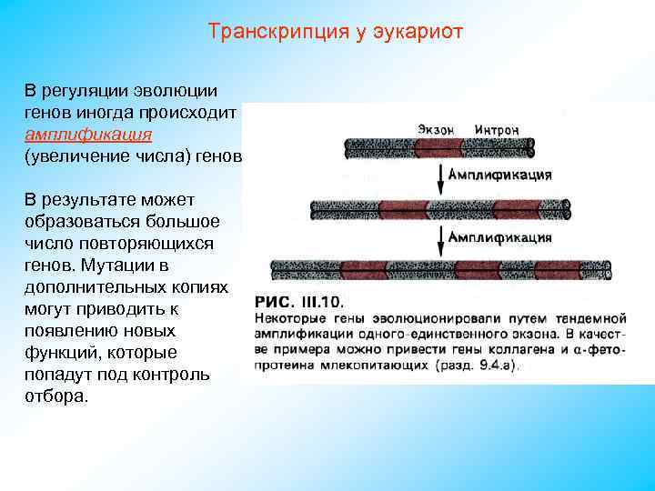 Транскрипция у эукариот В регуляции эволюции генов иногда происходит амплификация (увеличение числа) генов. В