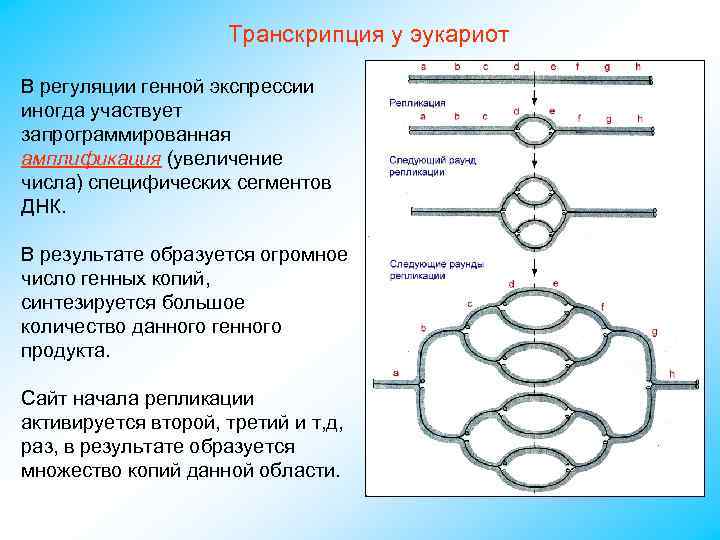 Транскрипция у эукариот В регуляции генной экспрессии иногда участвует запрограммированная амплификация (увеличение числа) специфических