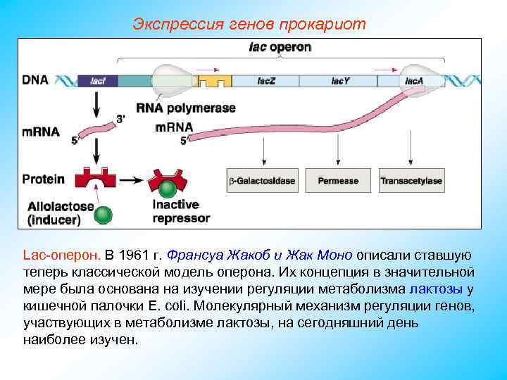 Экспрессия генов прокариот Lac-оперон. В 1961 г. Франсуа Жакоб и Жак Моно описали ставшую