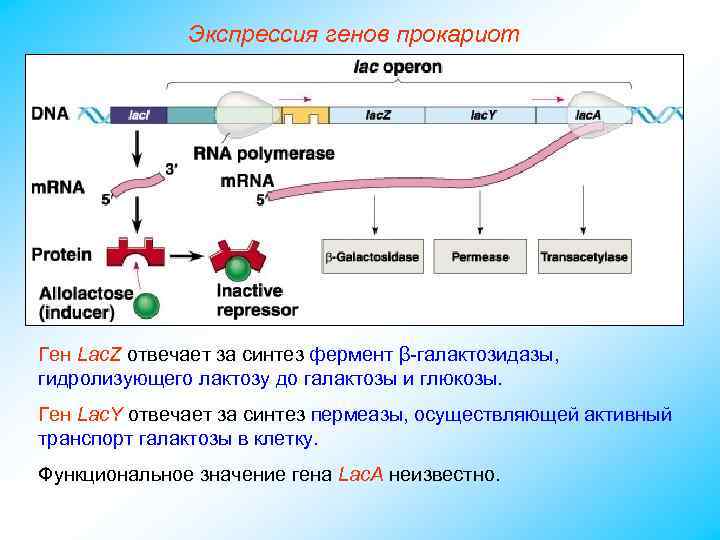 Экспрессия генов прокариот Ген Lac. Z отвечает за синтез фермент β-галактозидазы, гидролизующего лактозу до