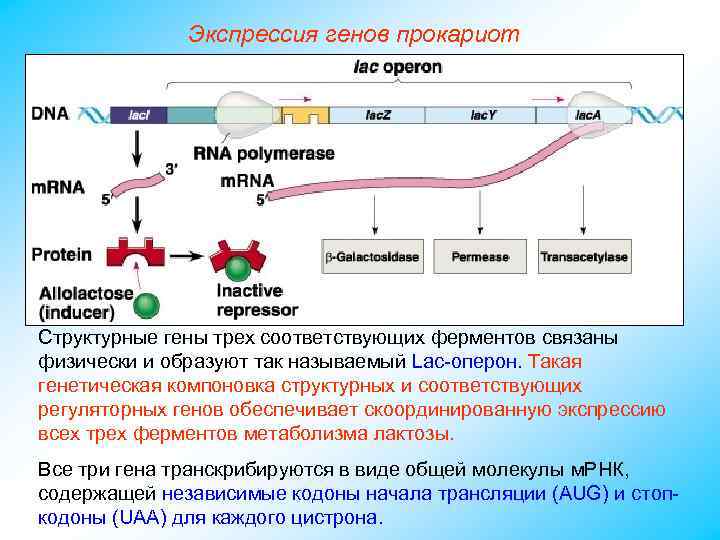 Экспрессия генов прокариот Структурные гены трех соответствующих ферментов связаны физически и образуют так называемый