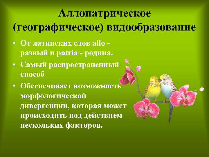 Аллопатрическое (географическое) видообразование • От латинских слов allo разный и patria - родина. •