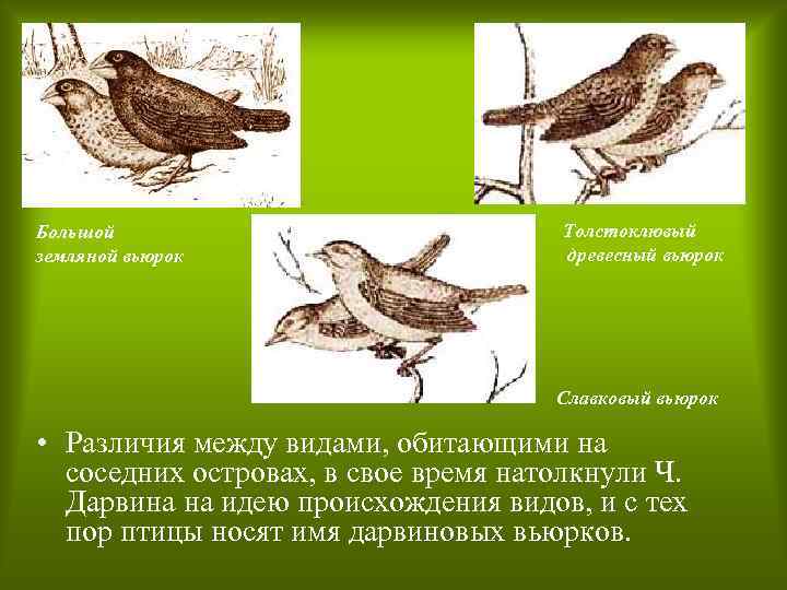 Большой земляной вьюрок Толстоклювый древесный вьюрок Славковый вьюрок • Различия между видами, обитающими на