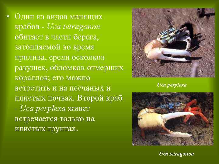  • Один из видов манящих крабов - Uca tetragonon обитает в части берега,