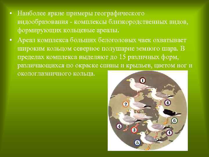  • Наиболее яркие примеры географического видообразования - комплексы близкородственных видов, формирующих кольцевые ареалы.