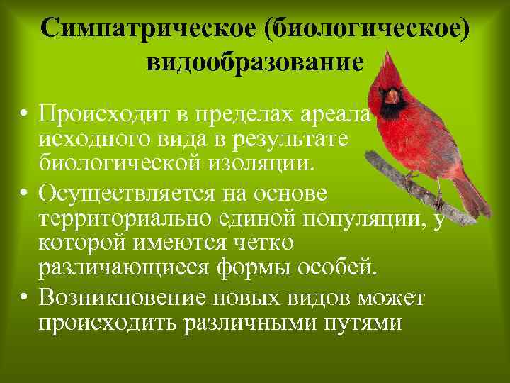 Симпатрическое (биологическое) видообразование • Происходит в пределах ареала исходного вида в результате биологической изоляции.