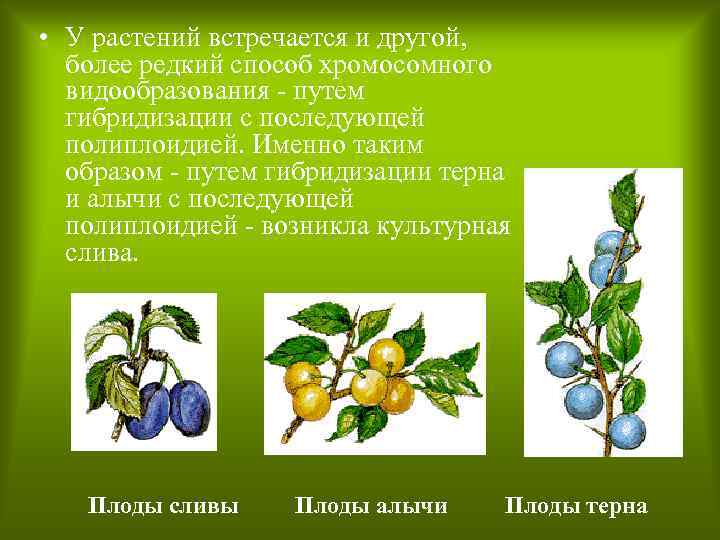  • У растений встречается и другой, более редкий способ хромосомного видообразования - путем
